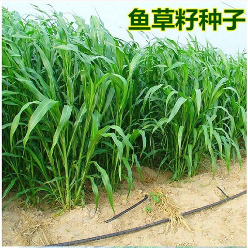 进口苏丹草种子鱼草种子高丹草种子牛羊渔猪畜牧草种子