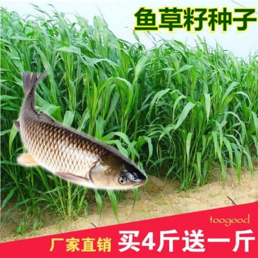 进口苏丹草种子鱼草种子高丹草种子牛羊渔猪畜牧草种子