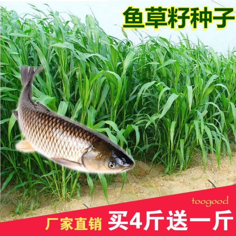 进口苏丹草种子鱼草种子高丹草种子牛羊渔猪畜牧草种子