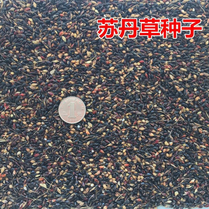 进口苏丹草种子鱼草种子高丹草种子牛羊渔猪畜牧草种子