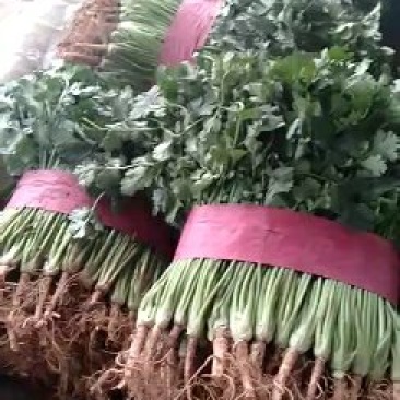 香菜25~30厘米以上，质量好，价格便宜。