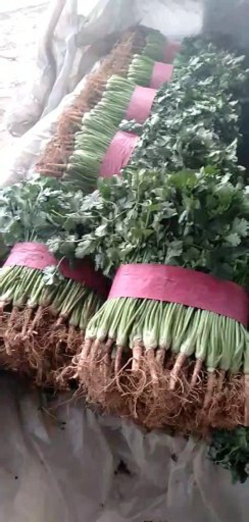 香菜25~30厘米以上，质量好，价格便宜。