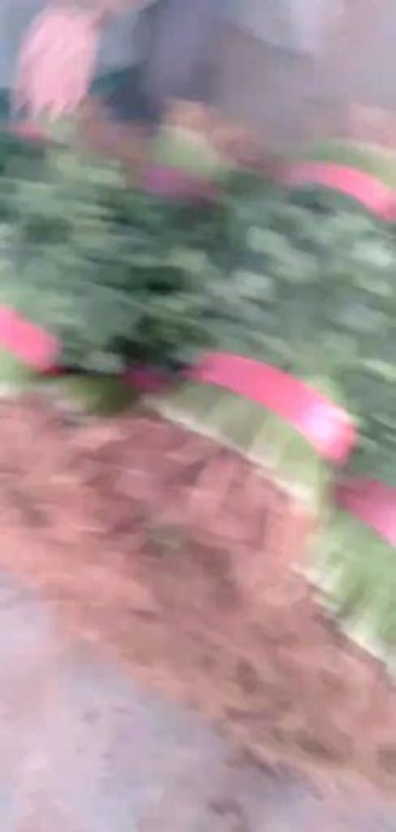 香菜25~30厘米以上，质量好，价格便宜。