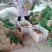 香菜25~30厘米以上，质量好，价格便宜。