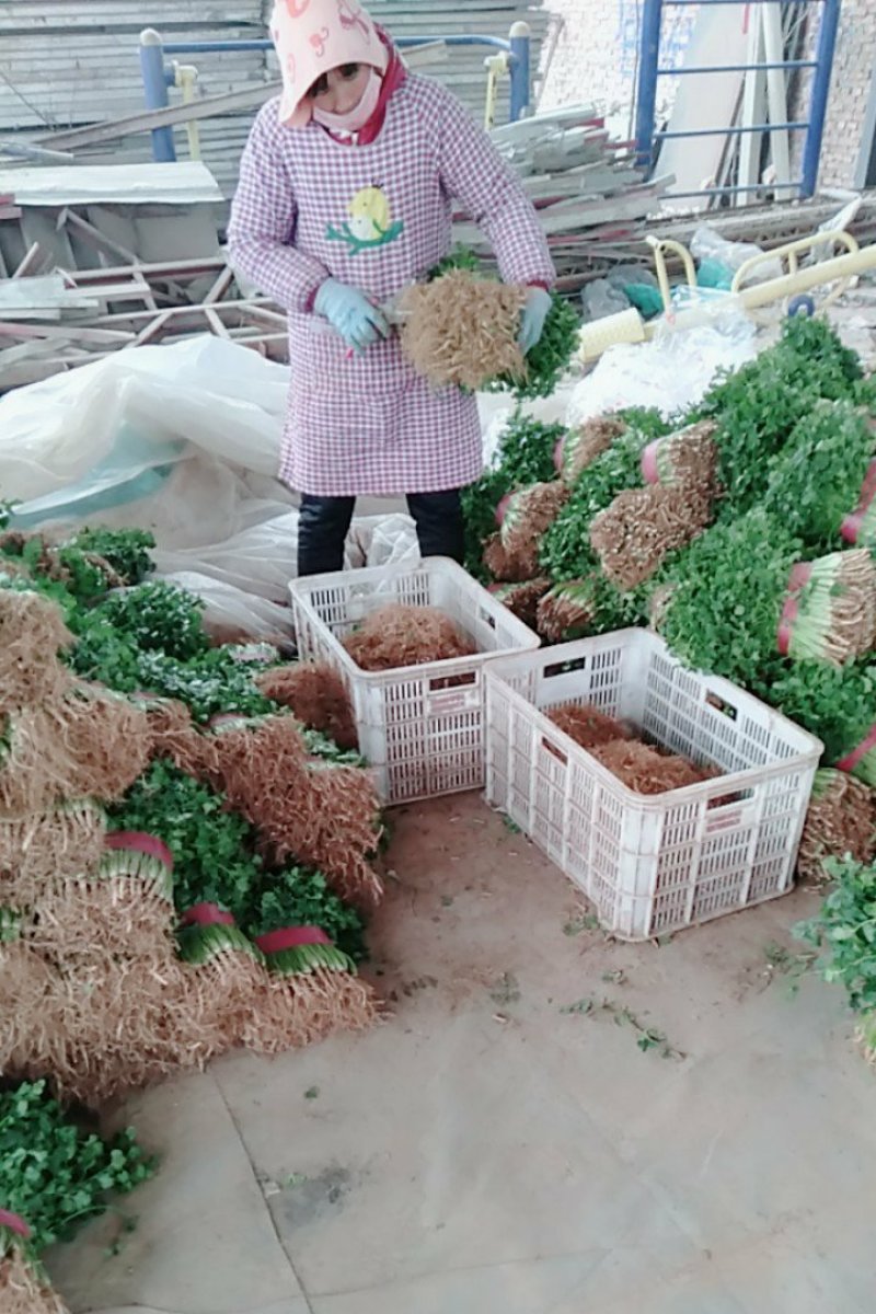 香菜25~30厘米以上，质量好，价格便宜。