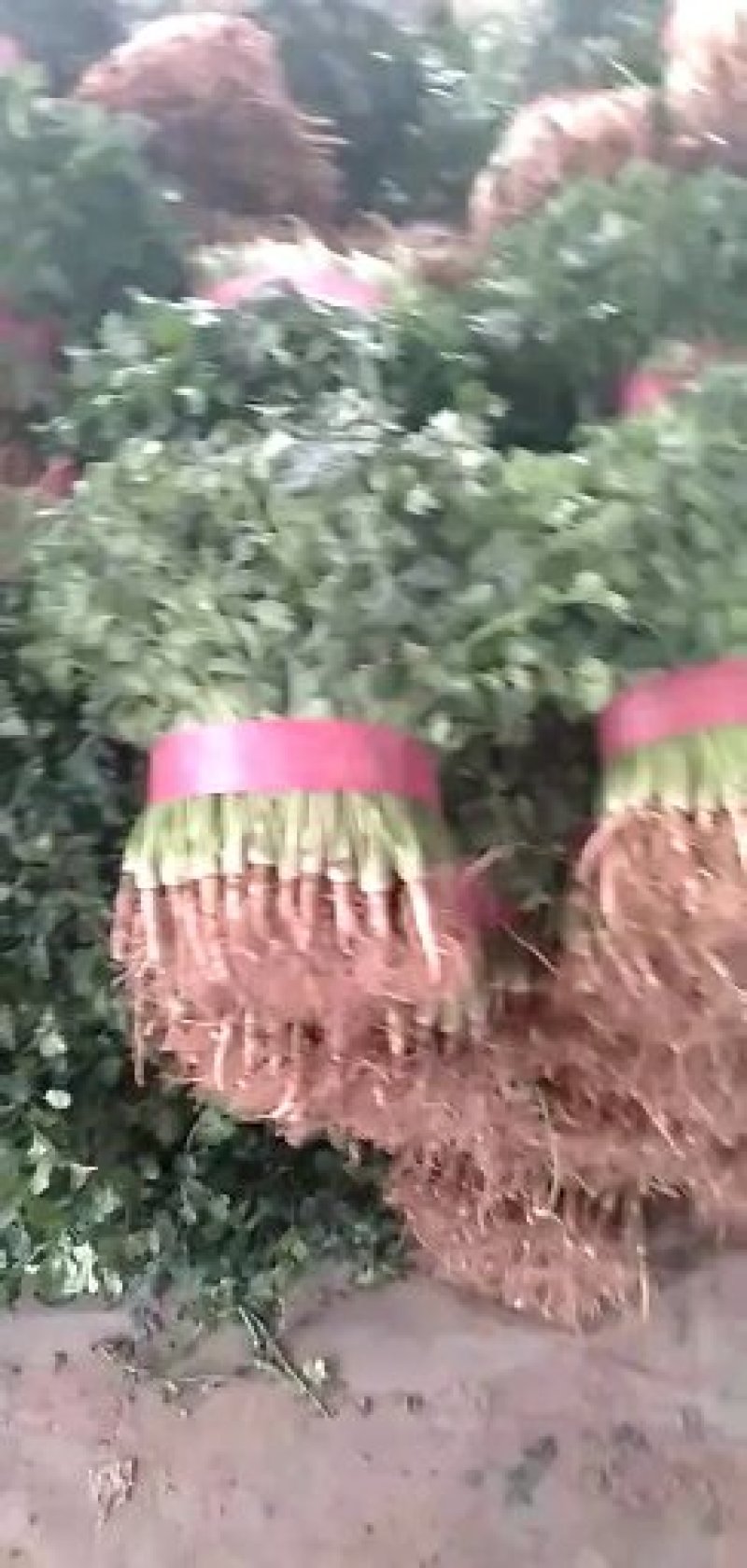 香菜25~30厘米以上，质量好，价格便宜。