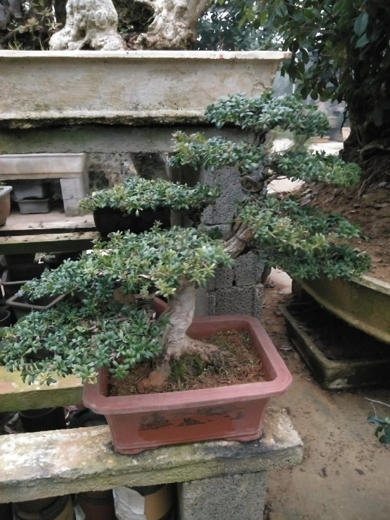花卉盆景