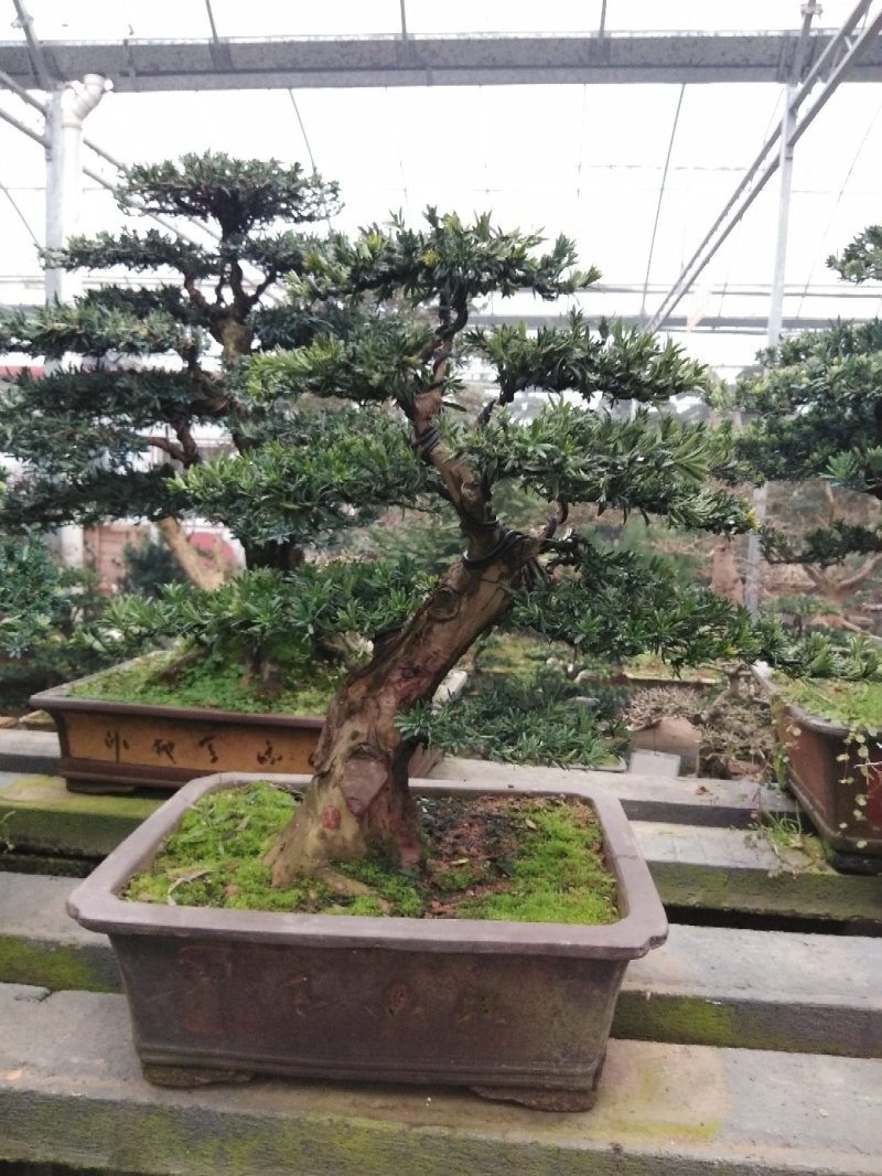 花卉盆景