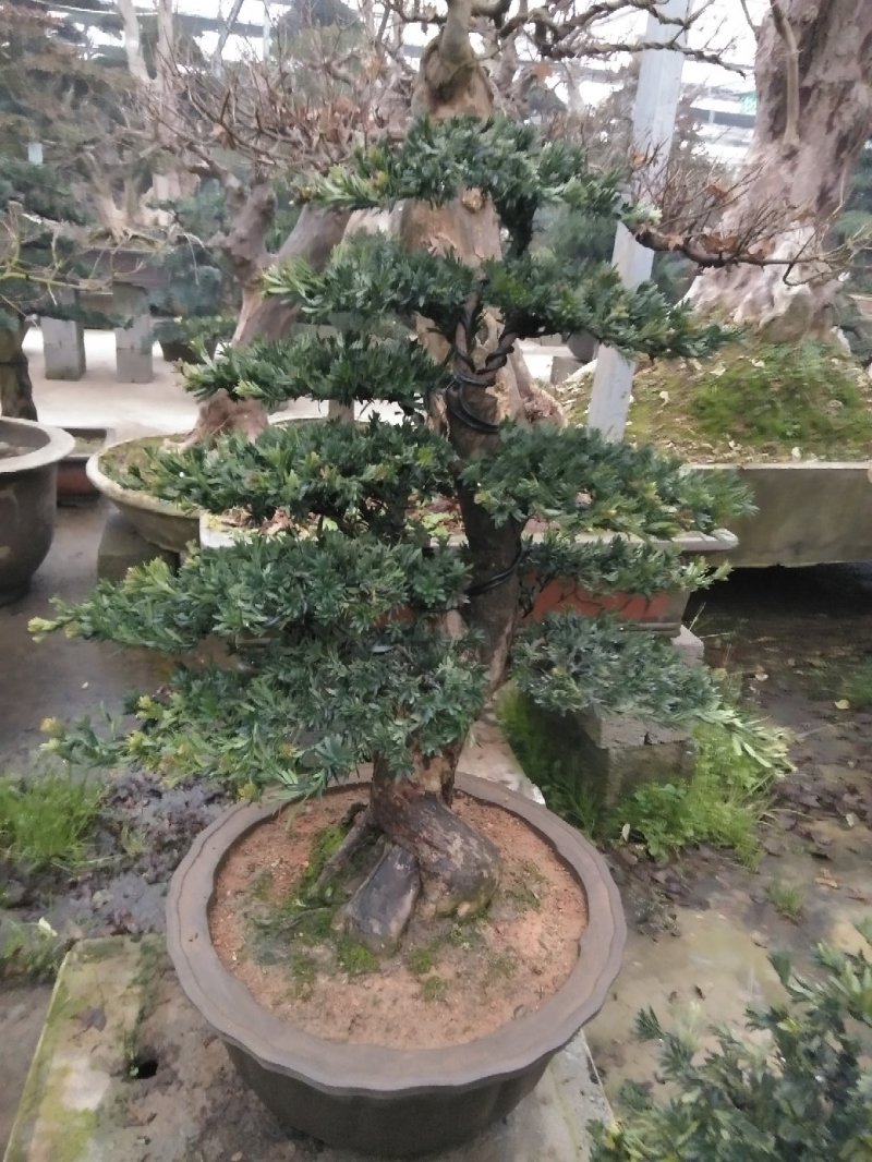花卉盆景