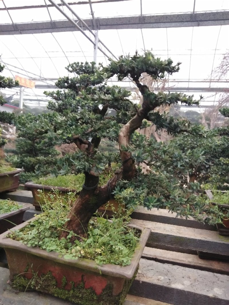 花卉盆景