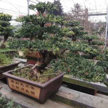 花卉盆景