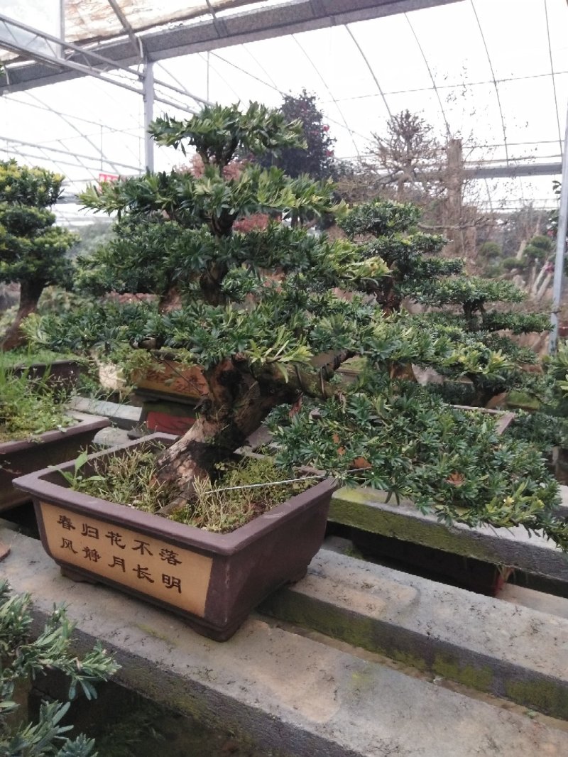 花卉盆景