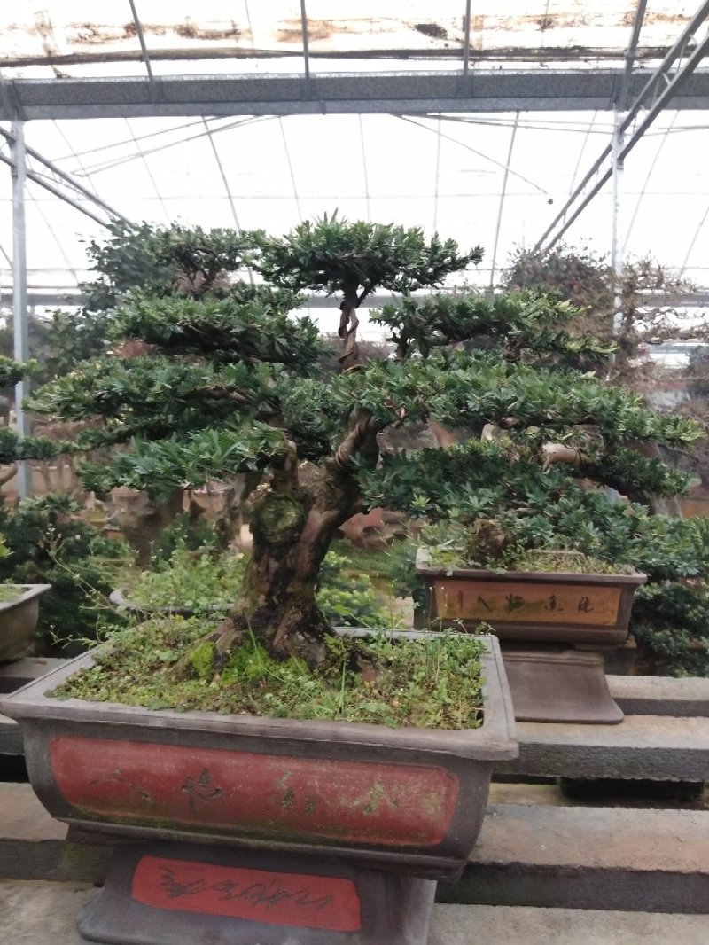 花卉盆景