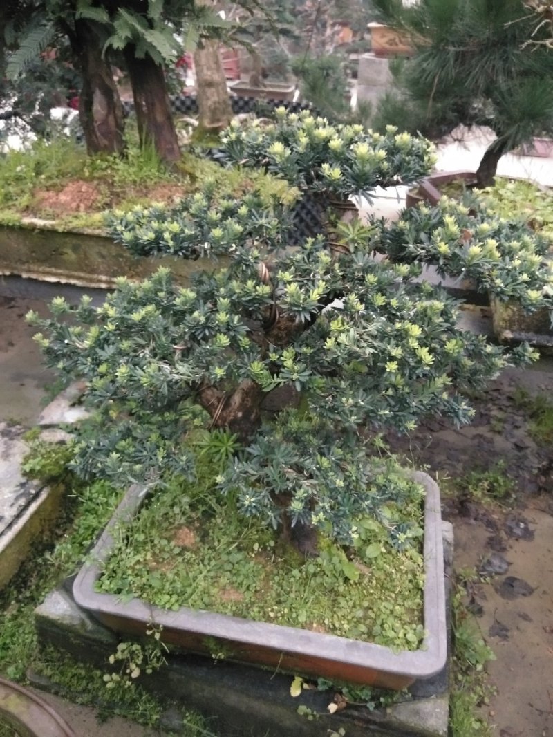 花卉盆景