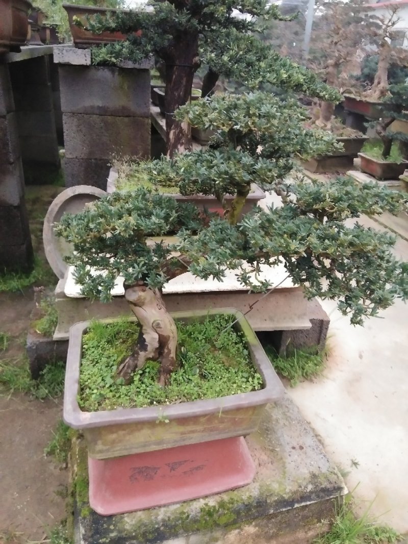 花卉盆景