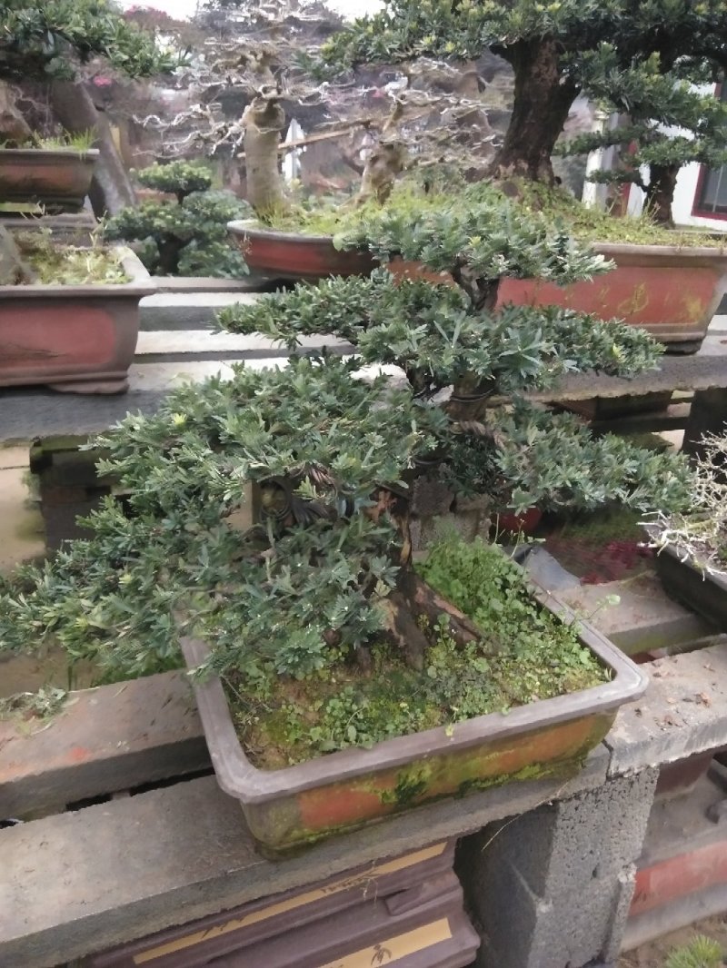 花卉盆景
