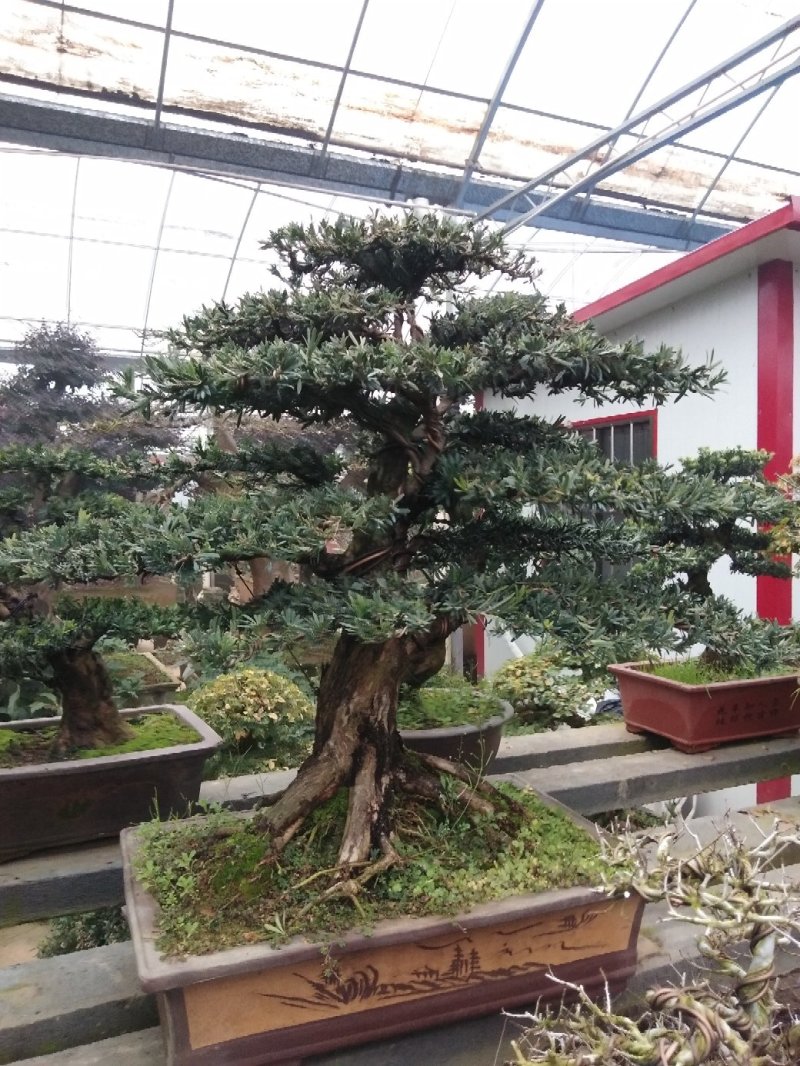 花卉盆景