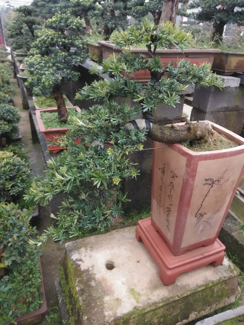 花卉盆景