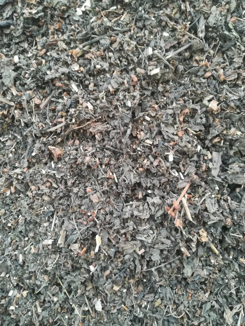 紫苏紫苏片紫苏梗紫苏段紫苏籽紫苏专营