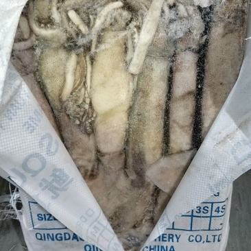 阿根廷鱿鱼，大西洋鱿鱼