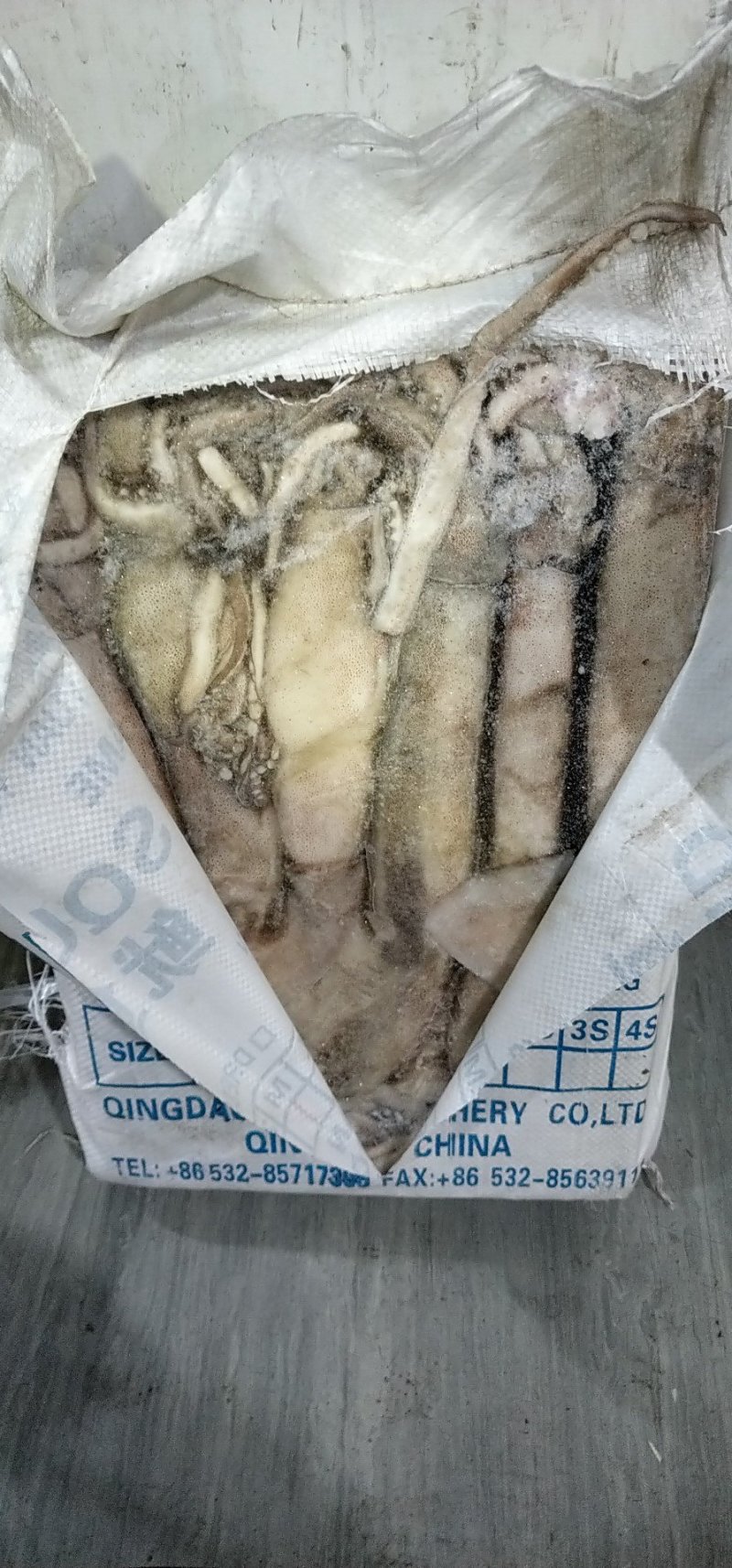 阿根廷鱿鱼，大西洋鱿鱼