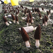 新鲜羊肚菌