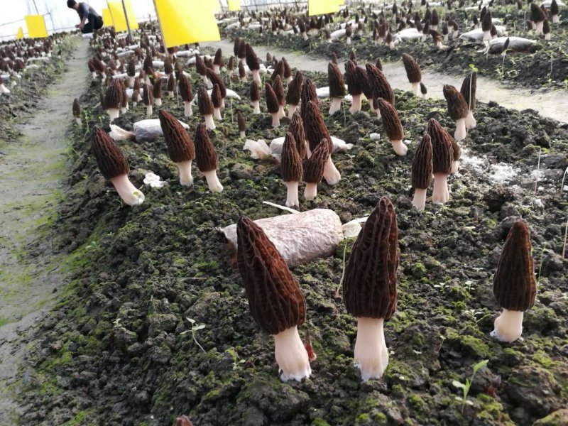 新鲜羊肚菌