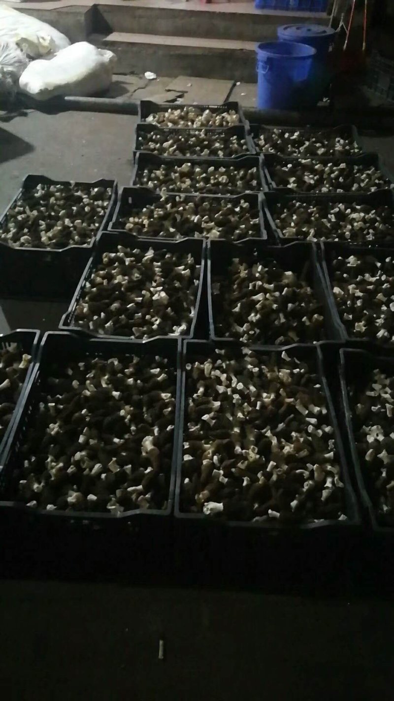 新鲜羊肚菌