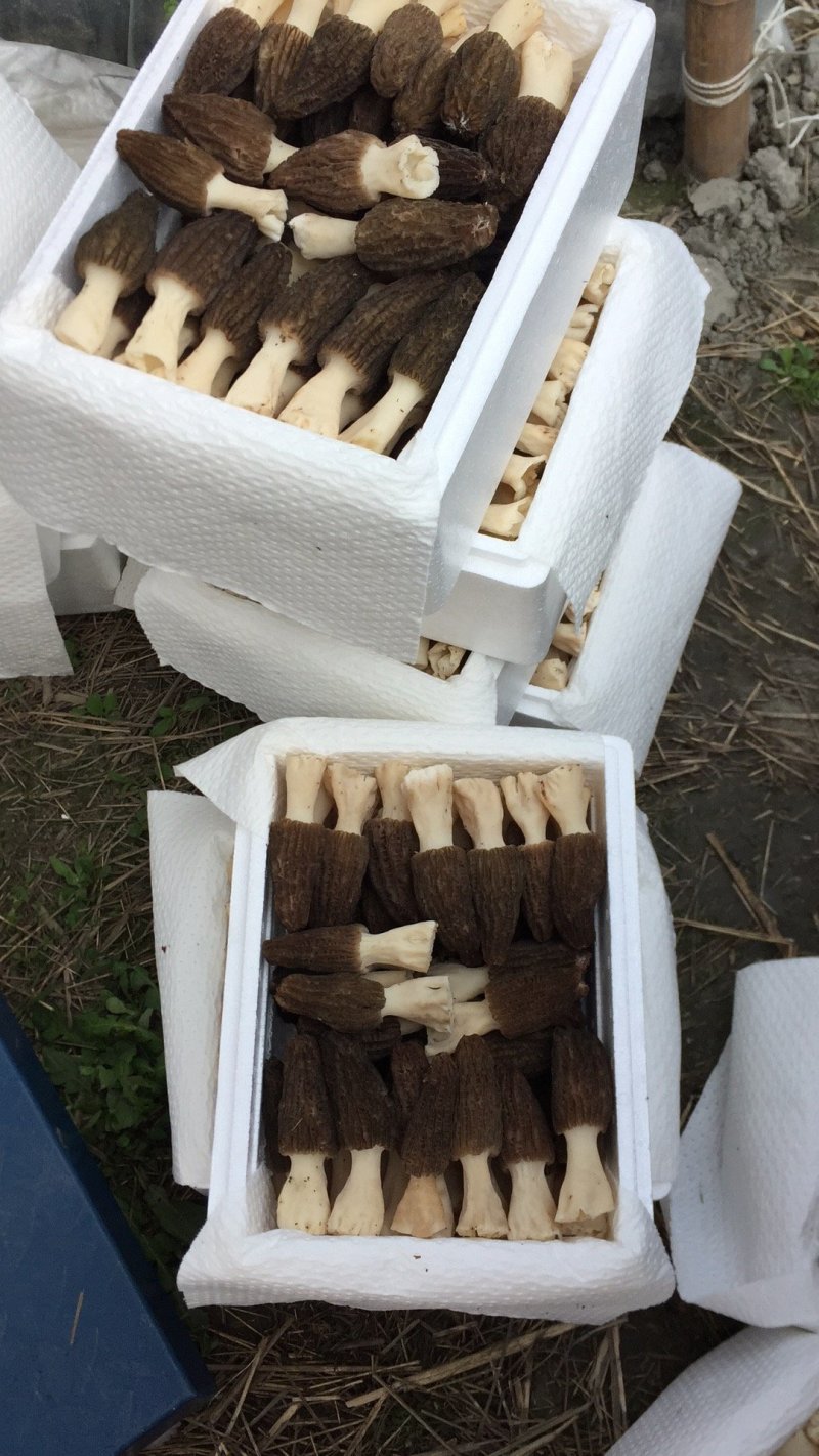 新鲜羊肚菌