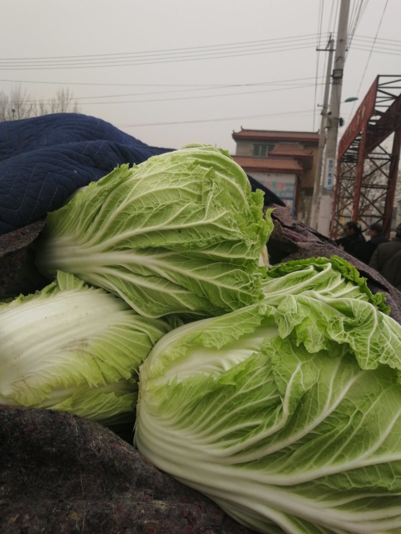 北京三号大白菜