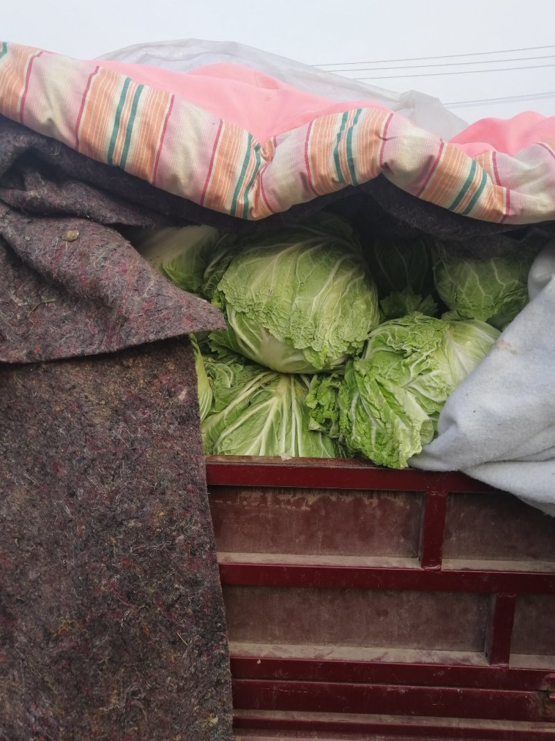 北京三号大白菜