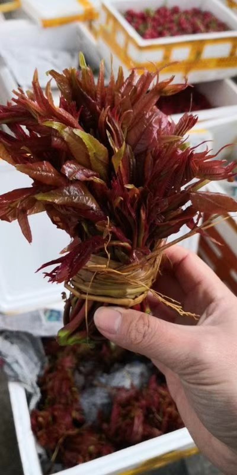 红香椿芽