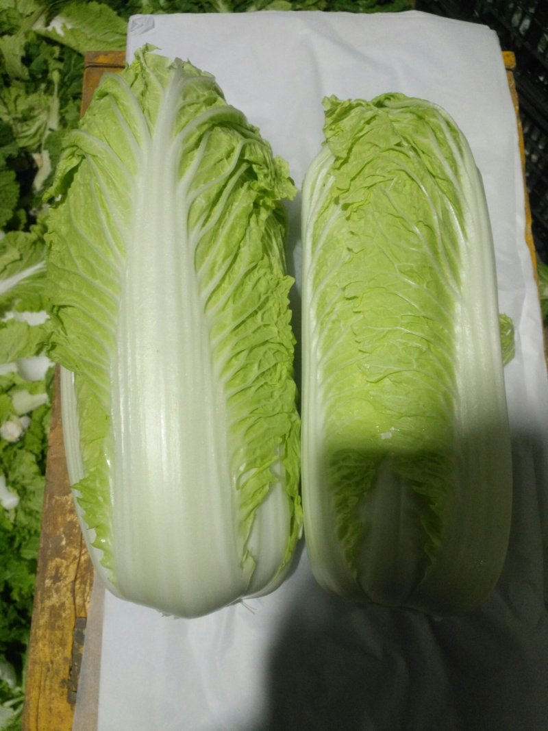 北京三号白菜，产地，一等货源，一条龙服务