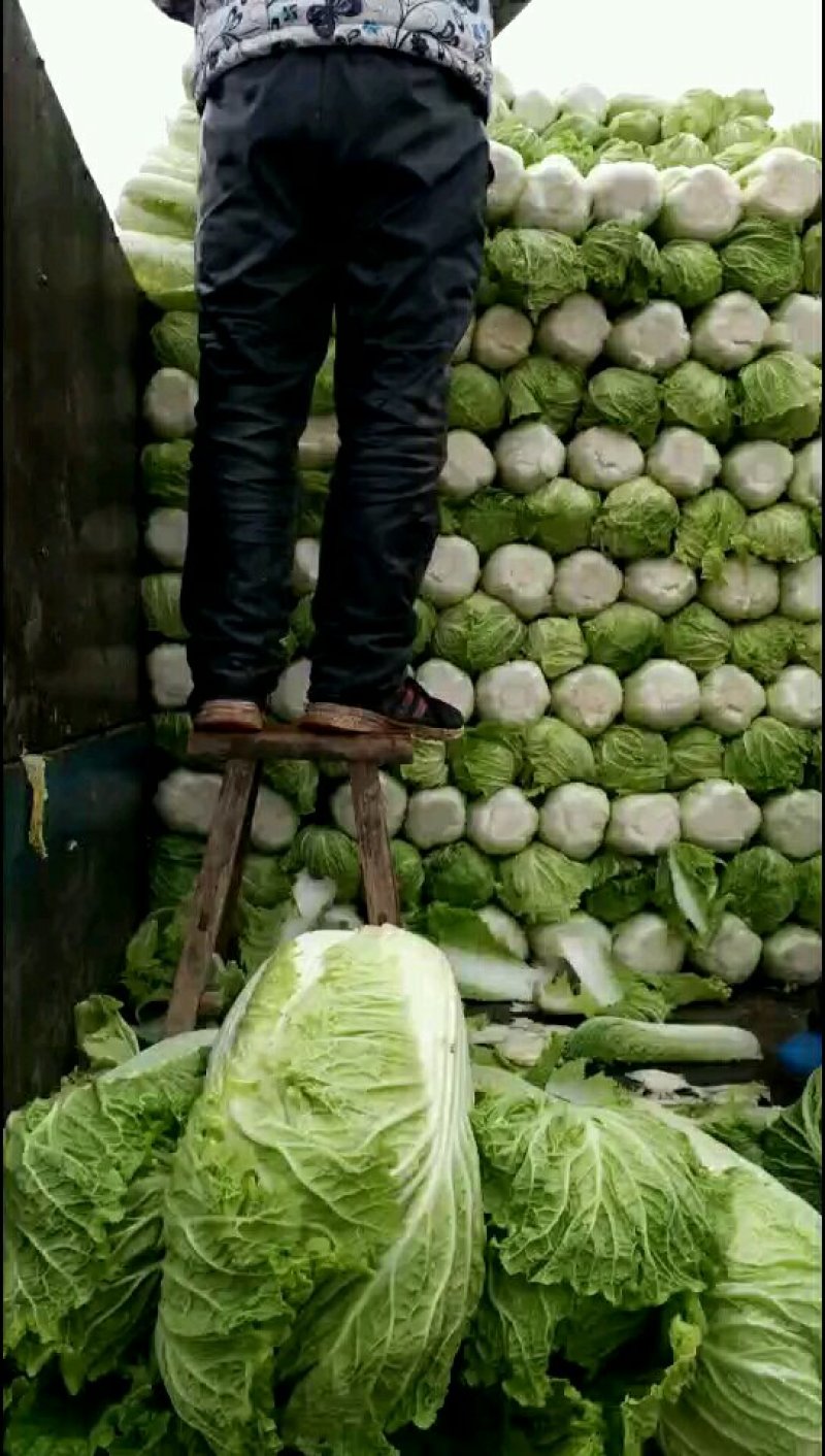 北京三号白菜，产地，一等货源，一条龙服务