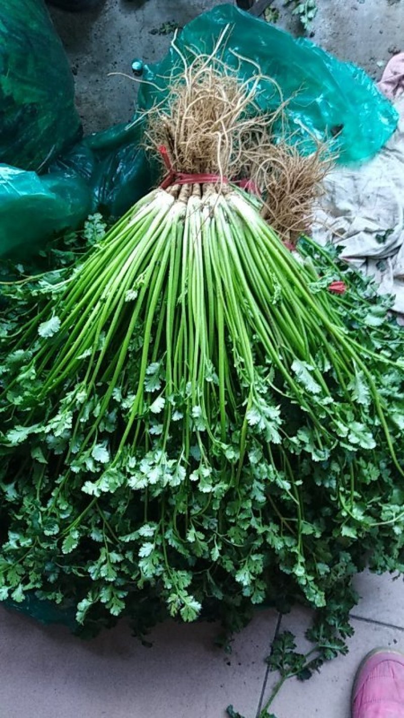 山东香菜铁杆青，一手货源山东产地，全国发货