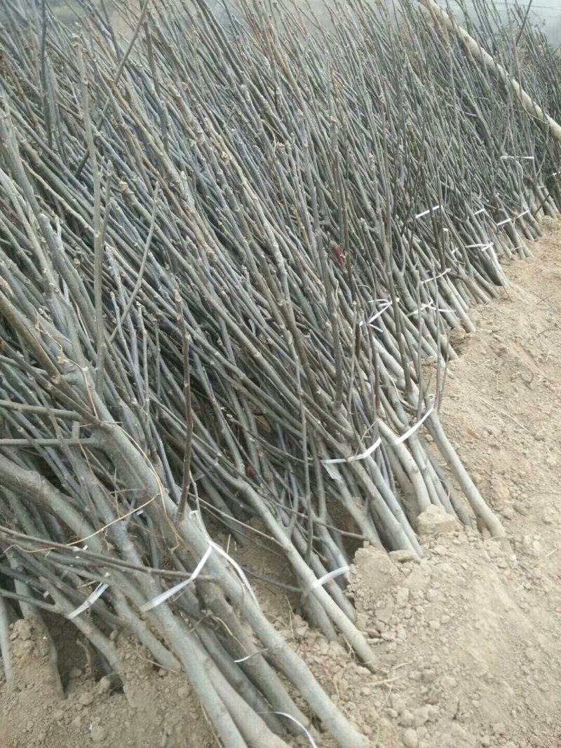 核桃苗，带分枝核桃树苗，地径三公分粗的。