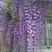 紫藤进口多花紫藤五色可选普通紫藤苗1.58一棵