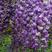 紫藤进口多花紫藤五色可选普通紫藤苗1.58一棵