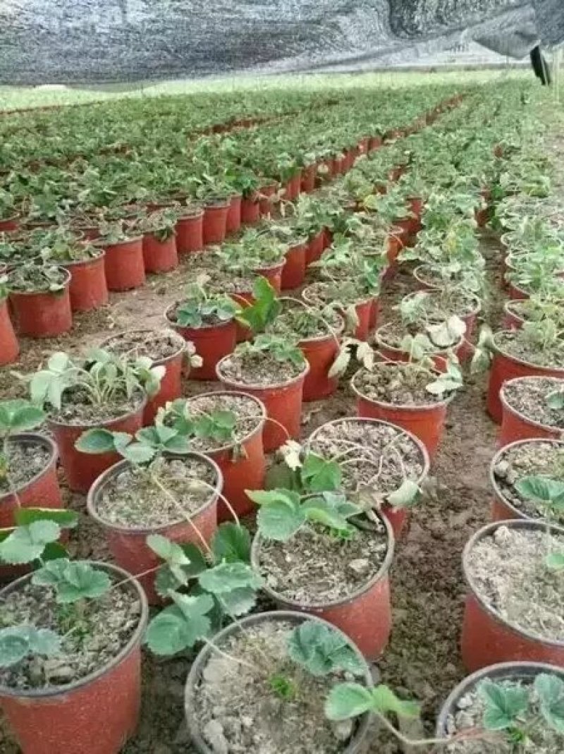 花盆，双色简易花盆，育苗盆规格齐全厂家一手货源