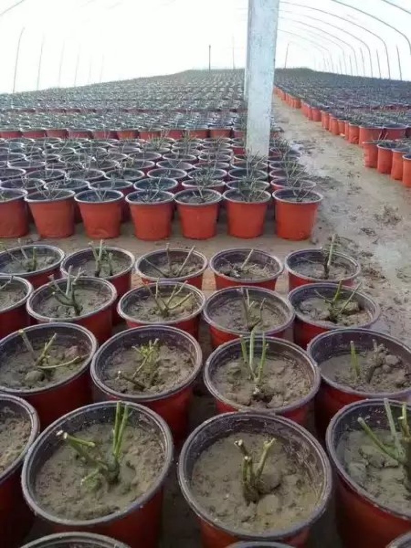 花盆，双色简易花盆，育苗盆规格齐全厂家一手货源