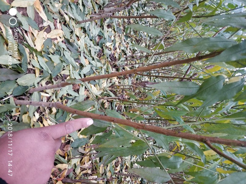 中华寿桃抗寒抗旱现挖现卖包成活2年嫁接苗