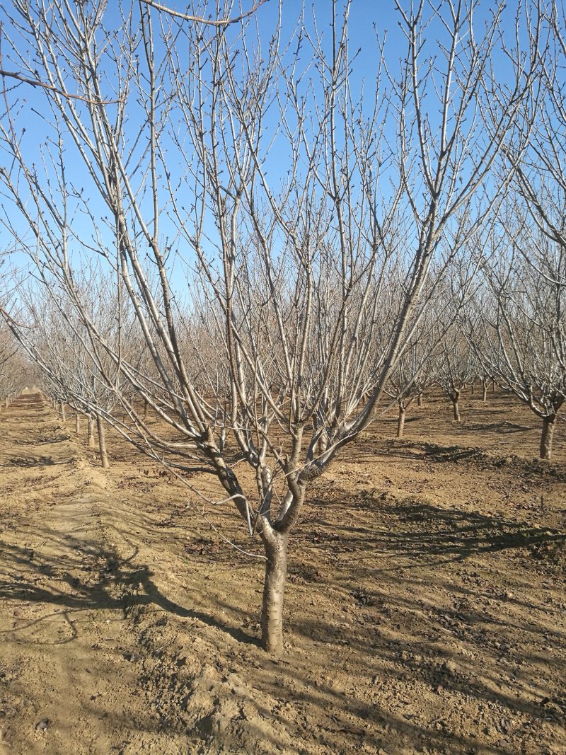 矮杆晚樱