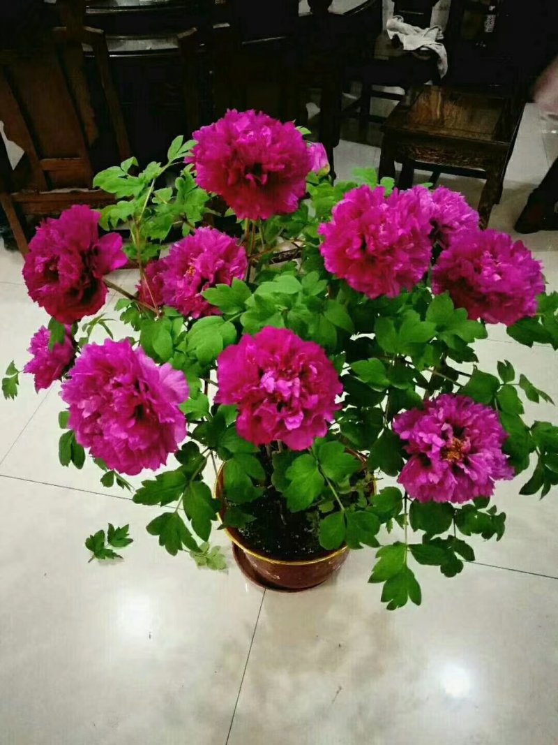 催花牡丹，春节鲜花牡丹！盆栽牡丹花重瓣牡丹花