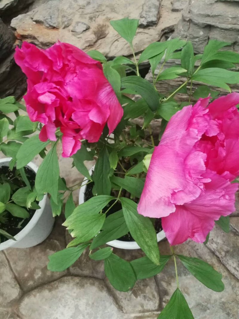 催花牡丹，春节鲜花牡丹！盆栽牡丹花重瓣牡丹花