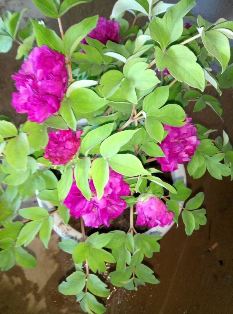 催花牡丹，春节鲜花牡丹！盆栽牡丹花重瓣牡丹花