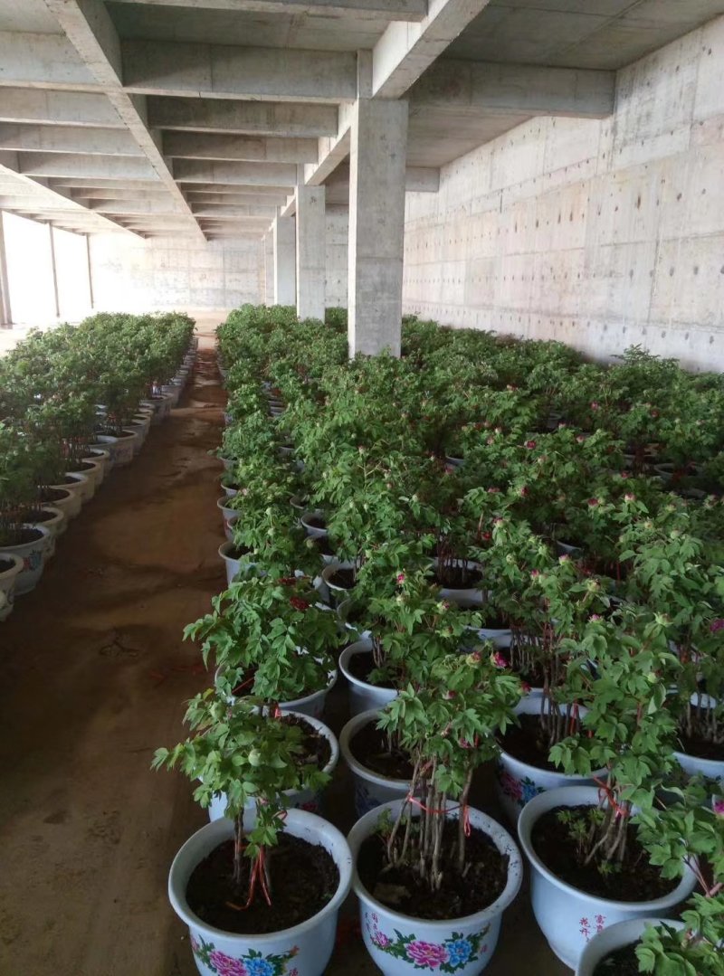 催花牡丹，春节鲜花牡丹！盆栽牡丹花重瓣牡丹花