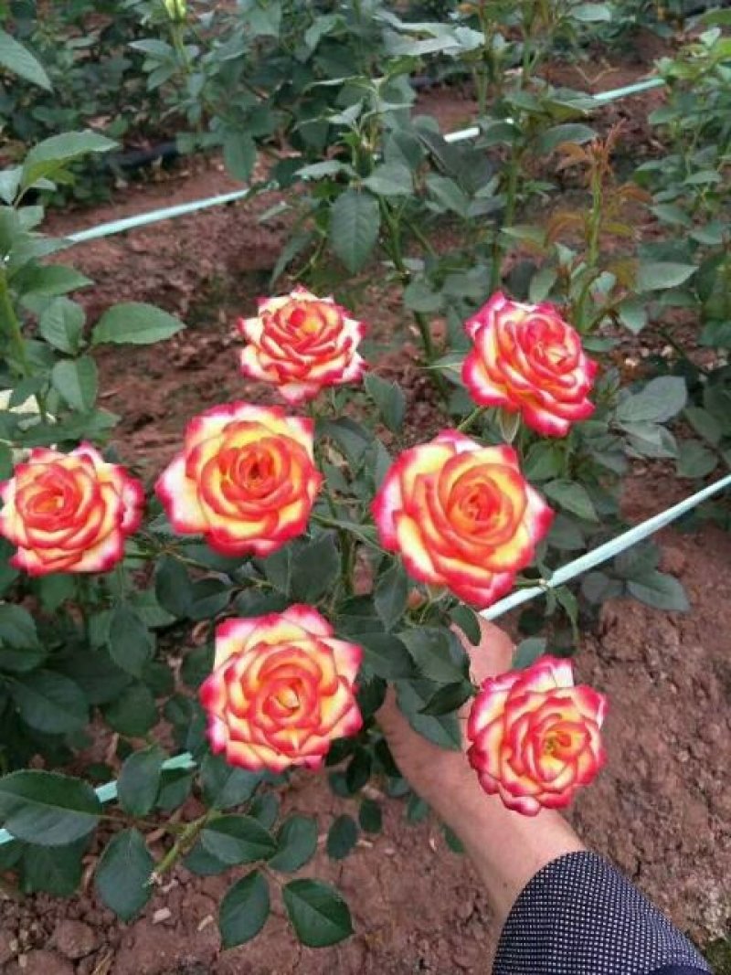 玫瑰花苗
