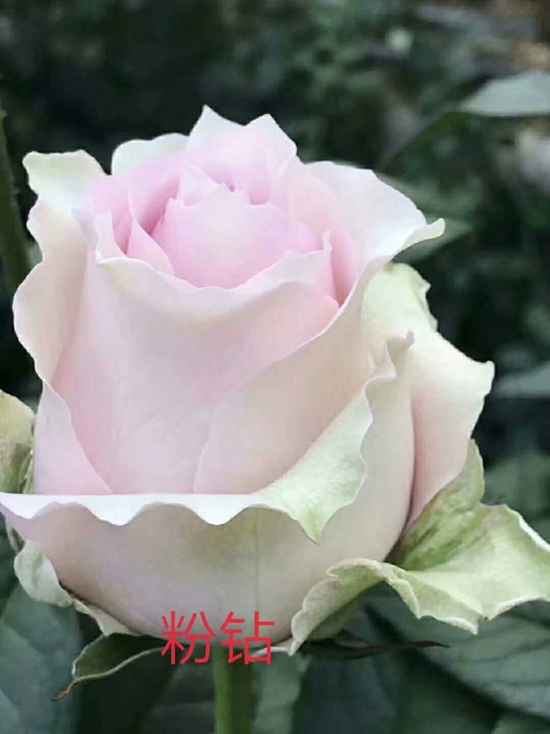 玫瑰花苗