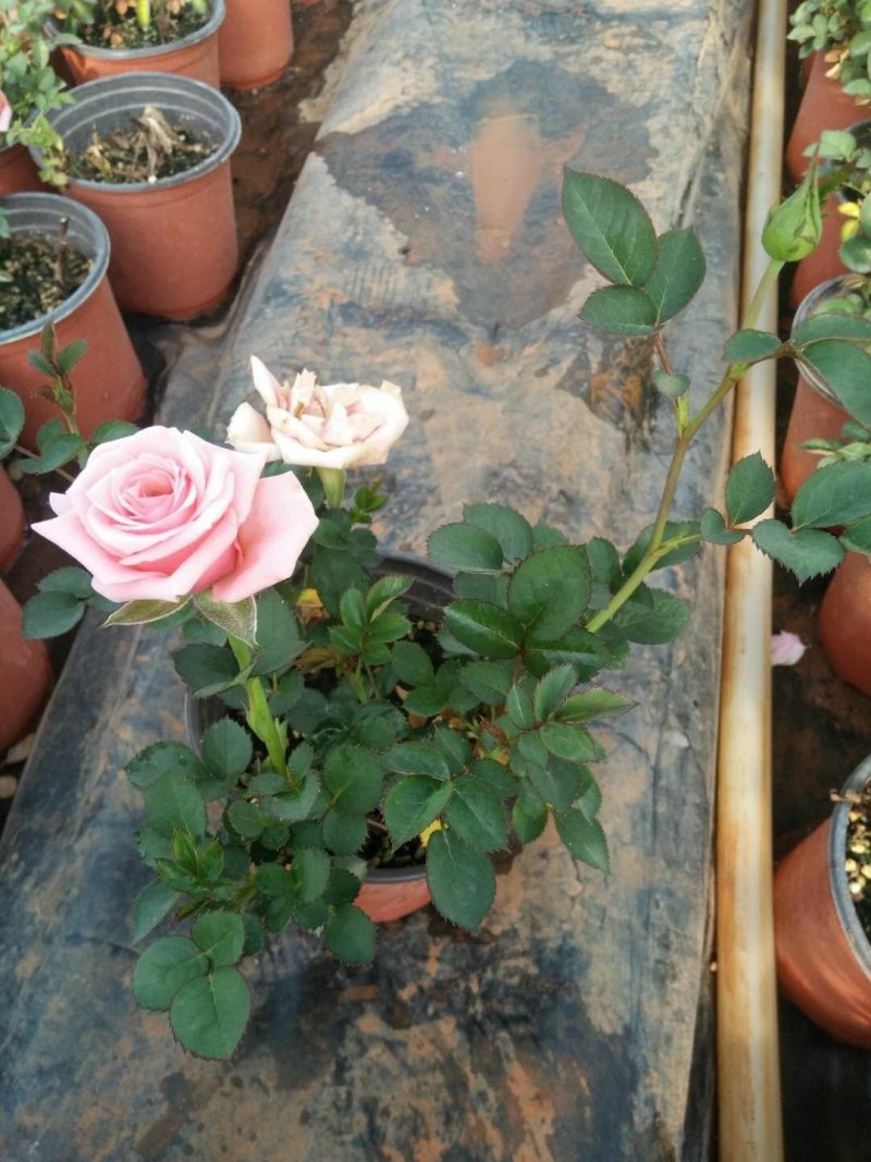 玫瑰花苗