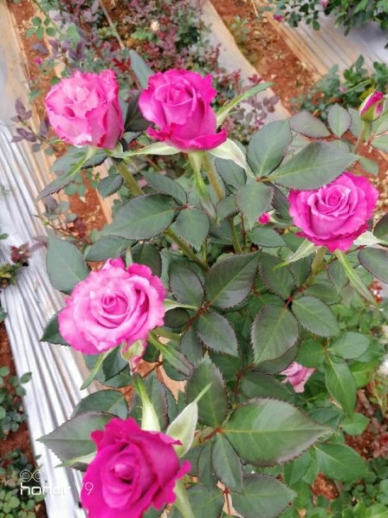 玫瑰花苗